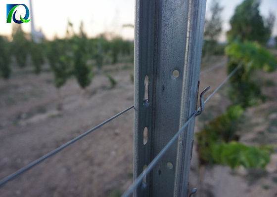 Courriers galvanisés de treillis de vignoble de 50x40MM pour le grand jardin de vin