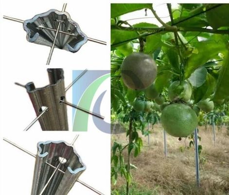 Treillis de vigne en métal de 275G/M2 2.4M Height 1.5mm pour le verger