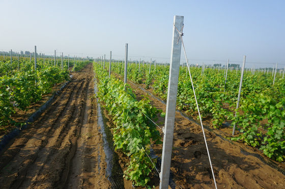 type courriers de trou de H galvanisé par 8ft de treillis de vignoble de 2mm
