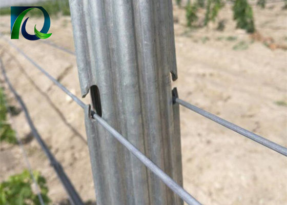 Courriers de treillis de vignoble en métal 1.8m d'acier pour le fil de 1.6-3.0MM