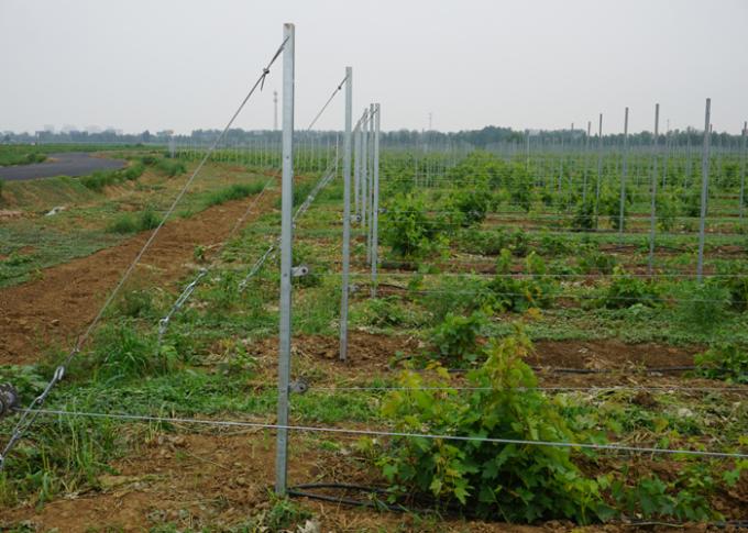 La ligne de vignoble d'enjeu de raisin de vignoble de ceps de vigne signale chaud plongée galvanisé