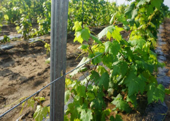Utilisation en acier galvanisée plongée chaude d'épaisseur du courrier 2.0mm de vignoble pour l'élevage de raisin