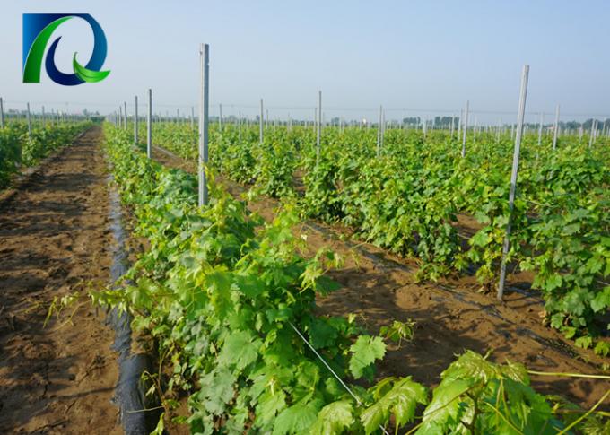 Les anti courriers de treillis de vignoble en métal de rouille avec H ont formé des trous pour le fil de 1.6-3.0MM