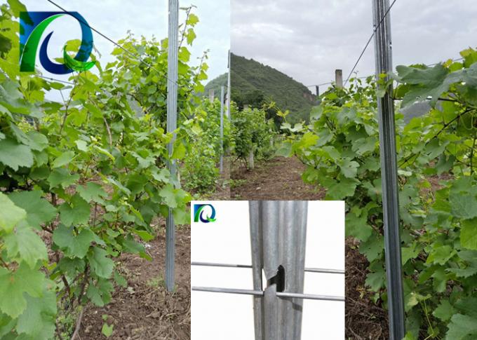Les anti courriers de treillis de vignoble en métal de rouille avec H ont formé des trous pour le fil de 1.6-3.0MM
