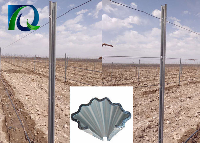 Le treillis de vignoble en métal de C signale l'installation 275G/M2 facile galvanisée à chaud